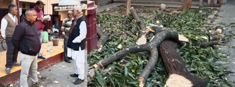महात्मा गांधी मार्ग पर धर्मार्थ धर्मशाला में अवैध रूप से काटे आम के हरे पेड़, वन विभाग ने की कार्रवाही